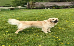 Golden Retriever dogs for stud: 5th Generation KC Registered TOO GOOD TO MISS STUD - Image 4