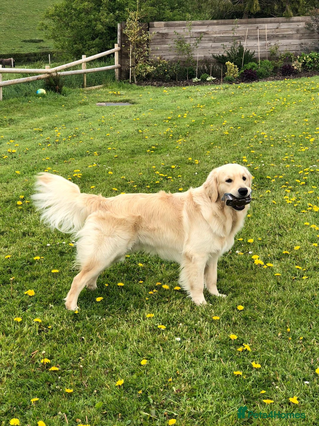 Golden Retriever dogs for stud: 5th Generation KC Registered TOO GOOD TO MISS STUD - Image 4