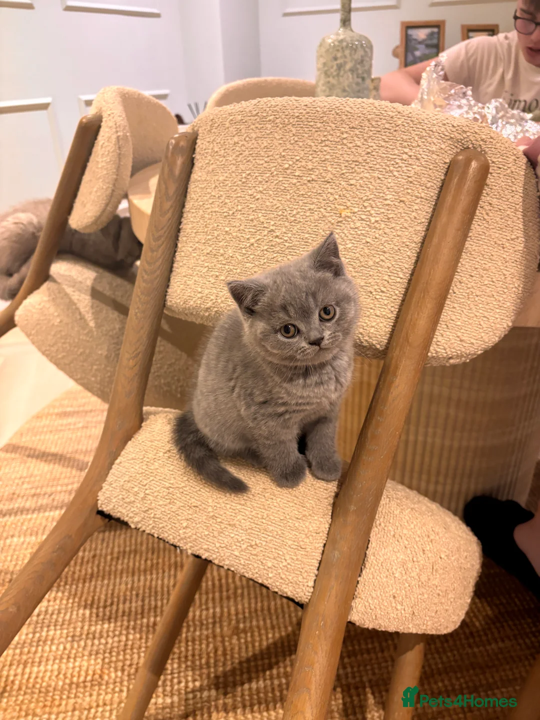 British Shorthair cats for sale: GCCF BSH beautiful chunky female  - Advert 6
