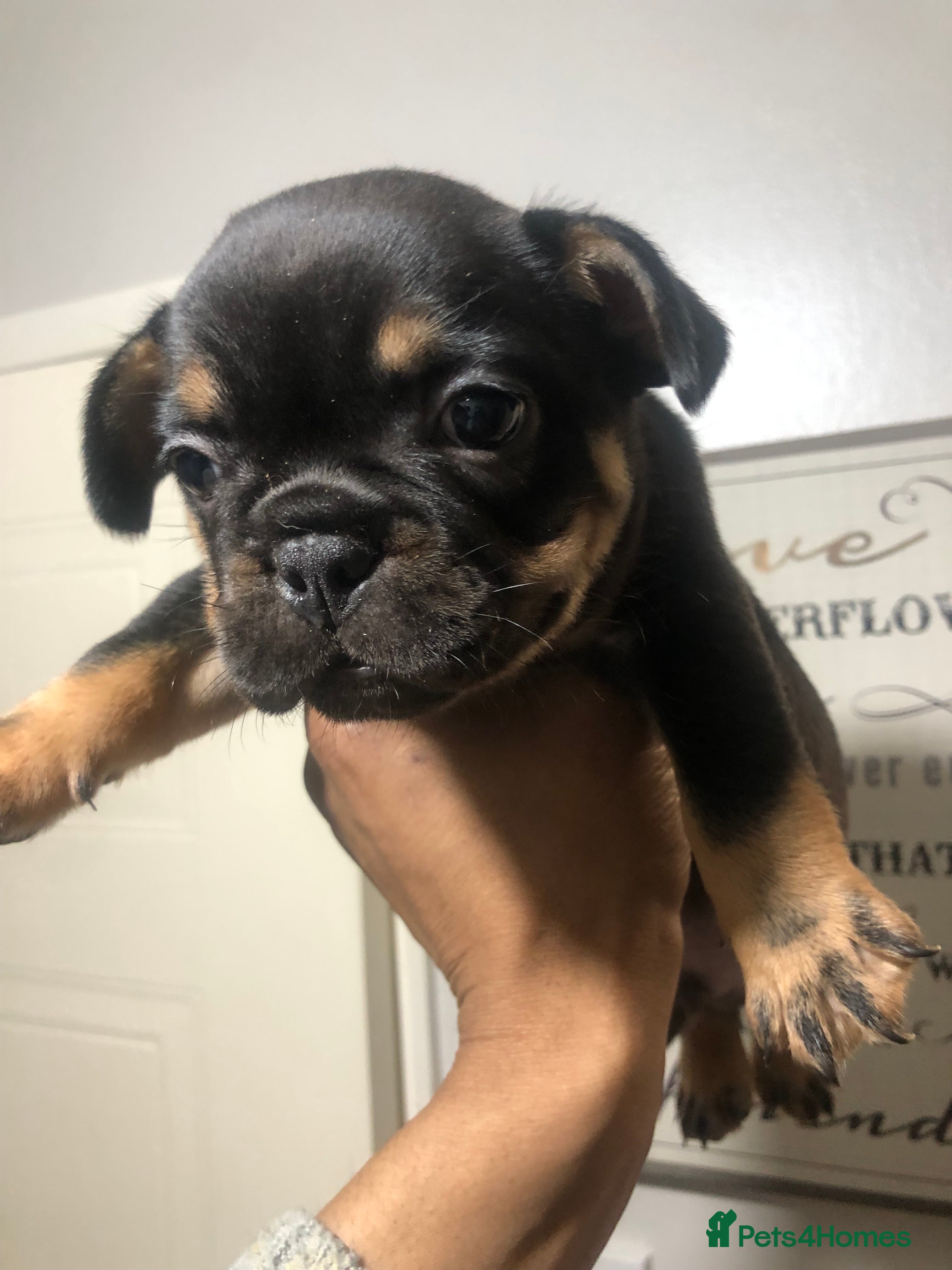 French Bulldog dogs 2x French Bulldogs 2x Male  - Advert 1