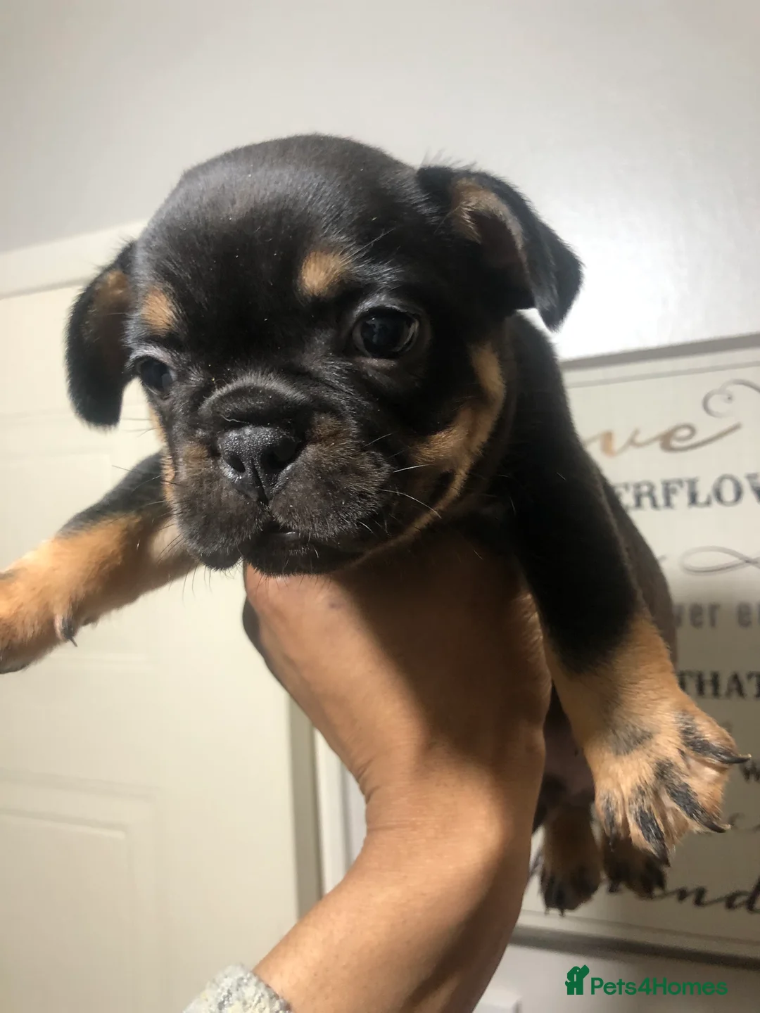 French Bulldog dogs for sale: 2x French Bulldogs 2x Male  - Advert 1