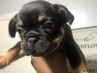 French Bulldog dogs 2x French Bulldogs 2x Male - Advert 1