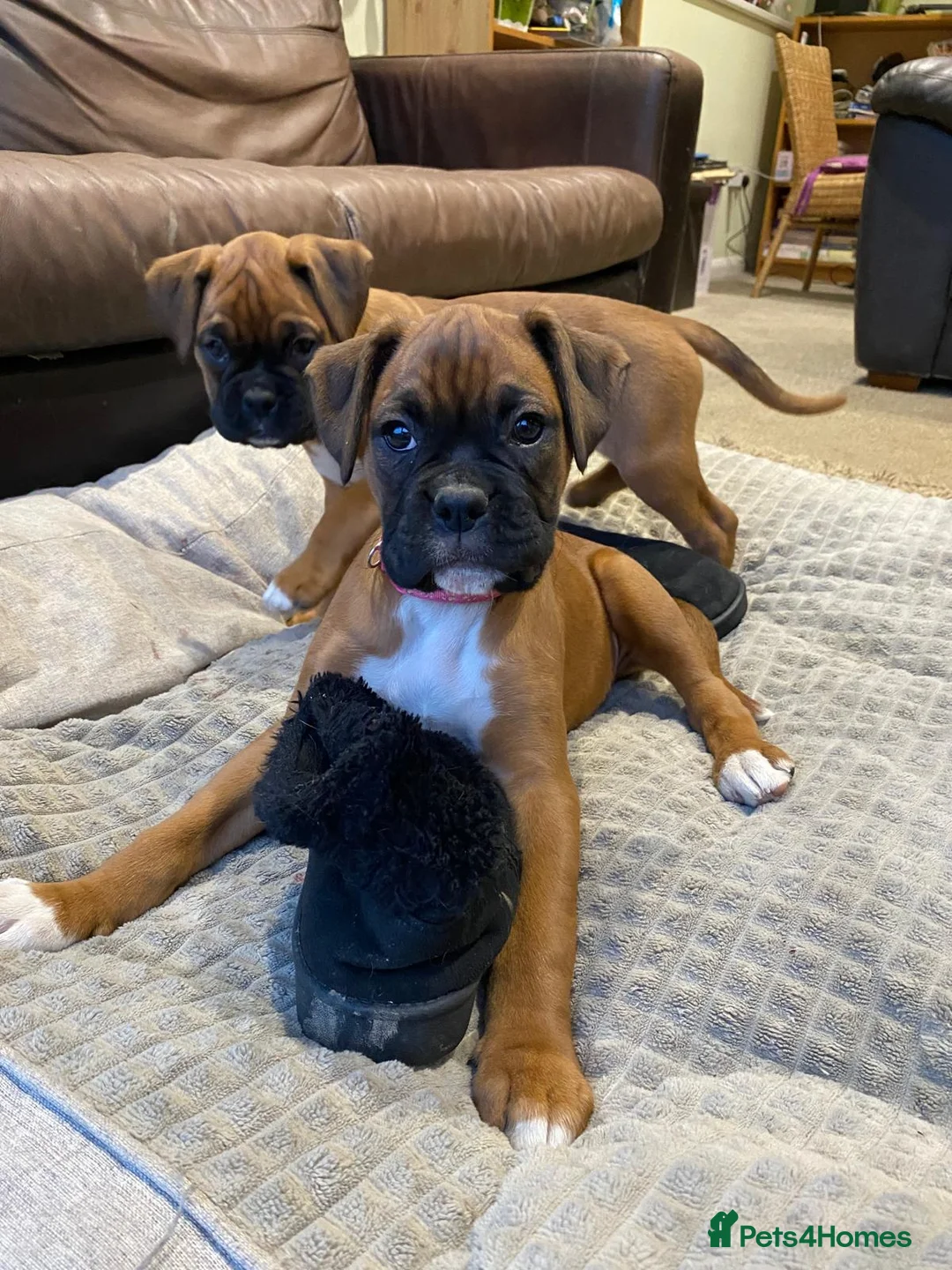 Boxer dogs for sale: Boxer puppies kc registered 5 star licence  - Advert 17