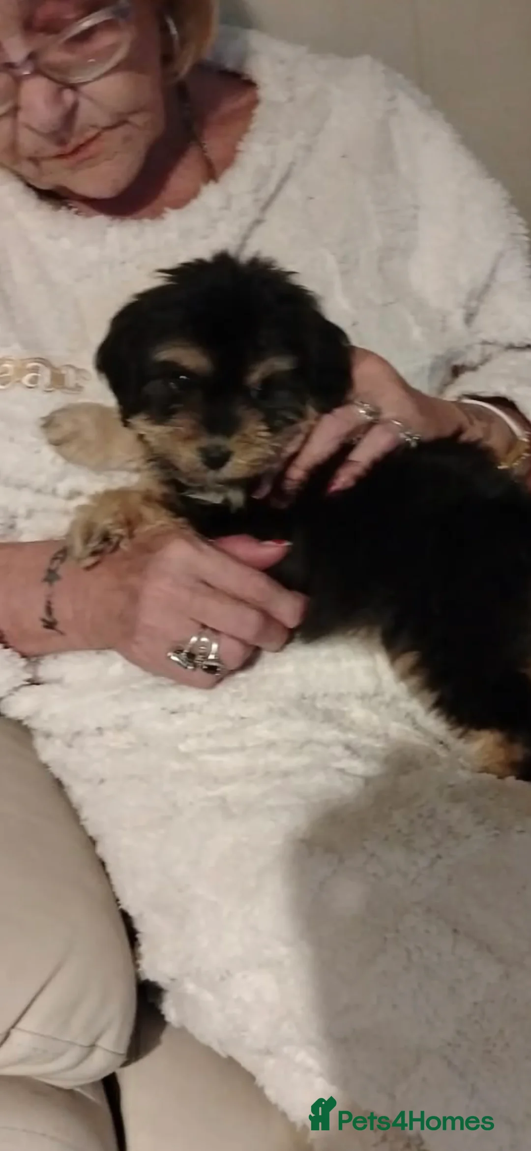 Cockapoo dogs for sale: Cockapoo girl - Advert 4