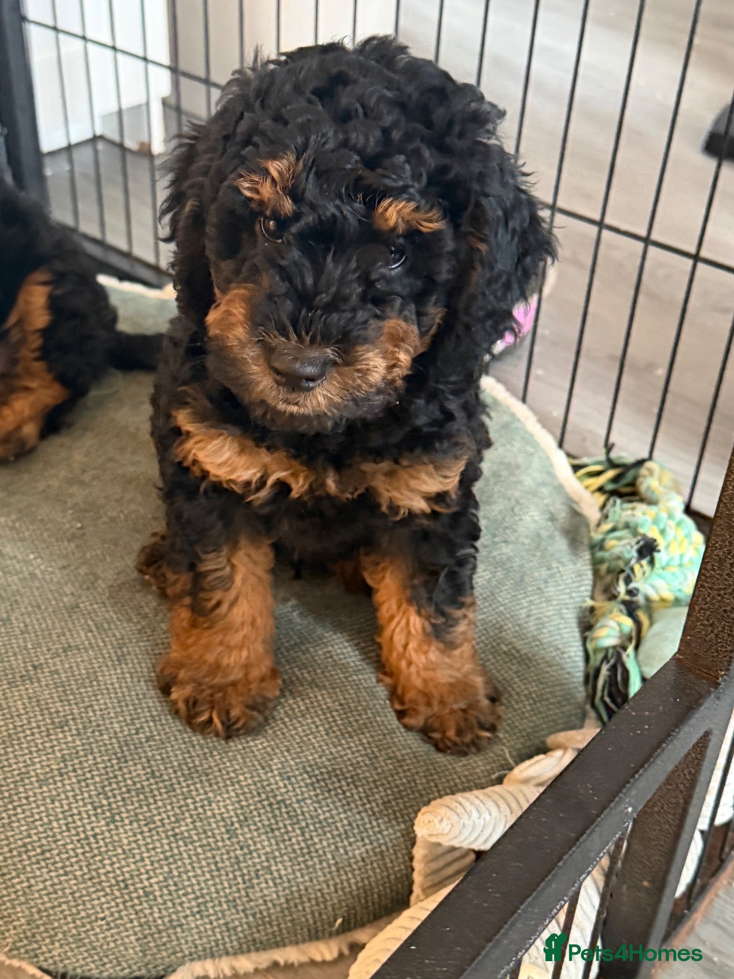 Cockapoo dogs Beautiful f1b cockapoos 1 boy left  READY NOW - Advert 10