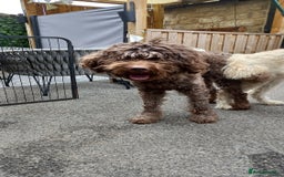 Labradoodle dogs for sale: Multigenrational labradoodle  - Image 12