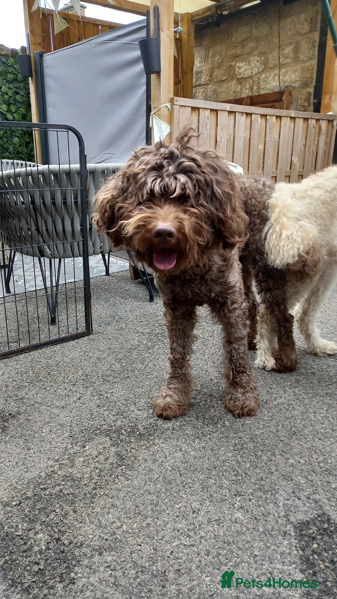 Labradoodle dogs for sale: Multigenrational labradoodle  - Image 12