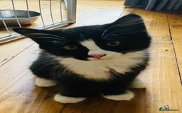 Domestic Shorthair cats for sale: Gorgeous fluffy tuxedo kittens - Image 2