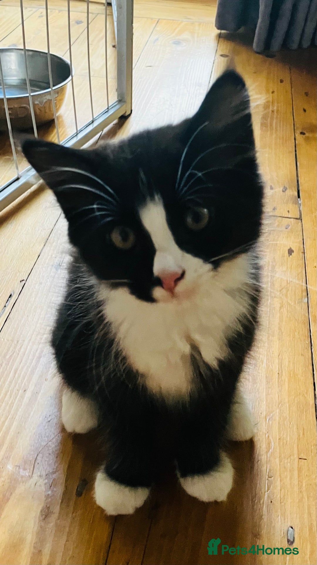Domestic Shorthair cats for sale: Gorgeous fluffy tuxedo kittens - Image 2