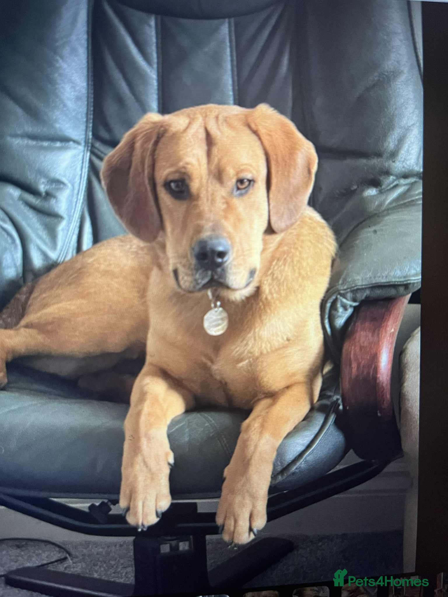 Mixed Breed dogs Taz needs a perfect home  - Advert 16