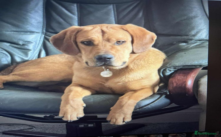 Mixed Breed dogs Taz needs a perfect home  - Advert 2