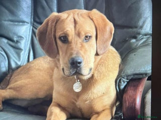 Mixed Breed dogs Taz needs a perfect home - Advert 3