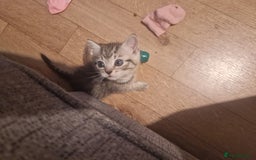 Mixed Breed cats for sale: Beautiful Kittens Available ✨️ in ELY - Image 36