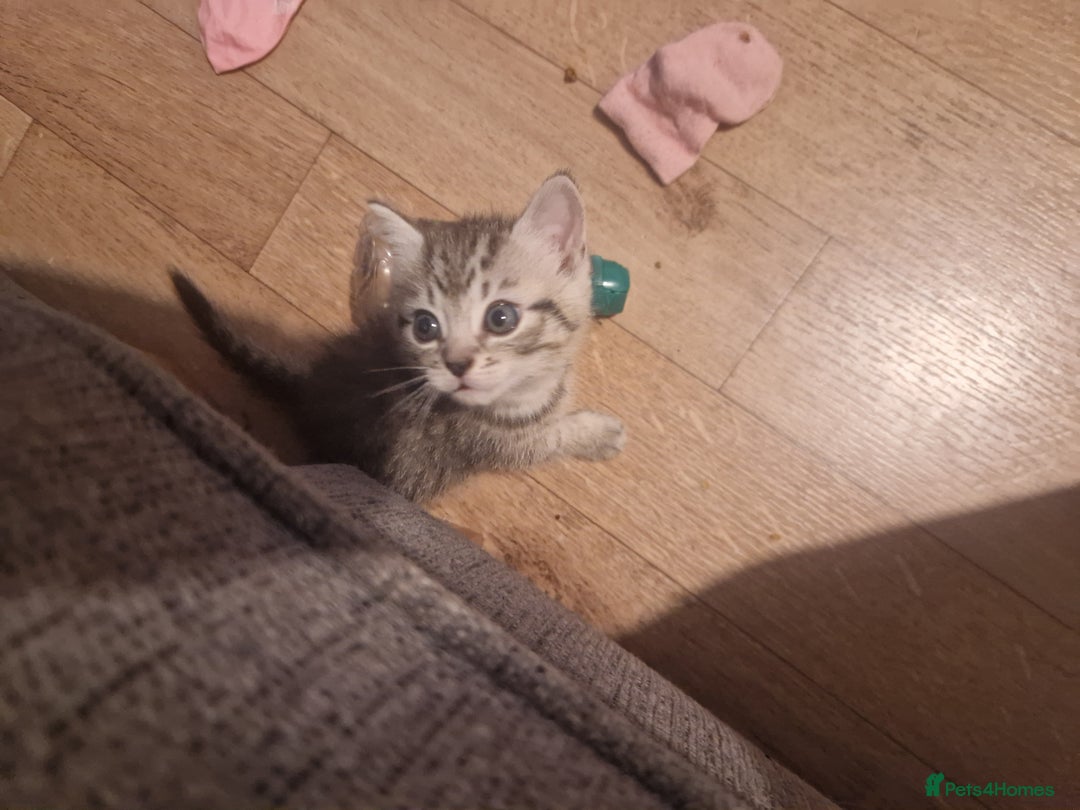 Mixed Breed cats for sale: Beautiful Kittens Available ✨️ in ELY - Image 36