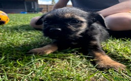 Border Terrier dogs for sale: Border terrier puppies for sale - Image 10