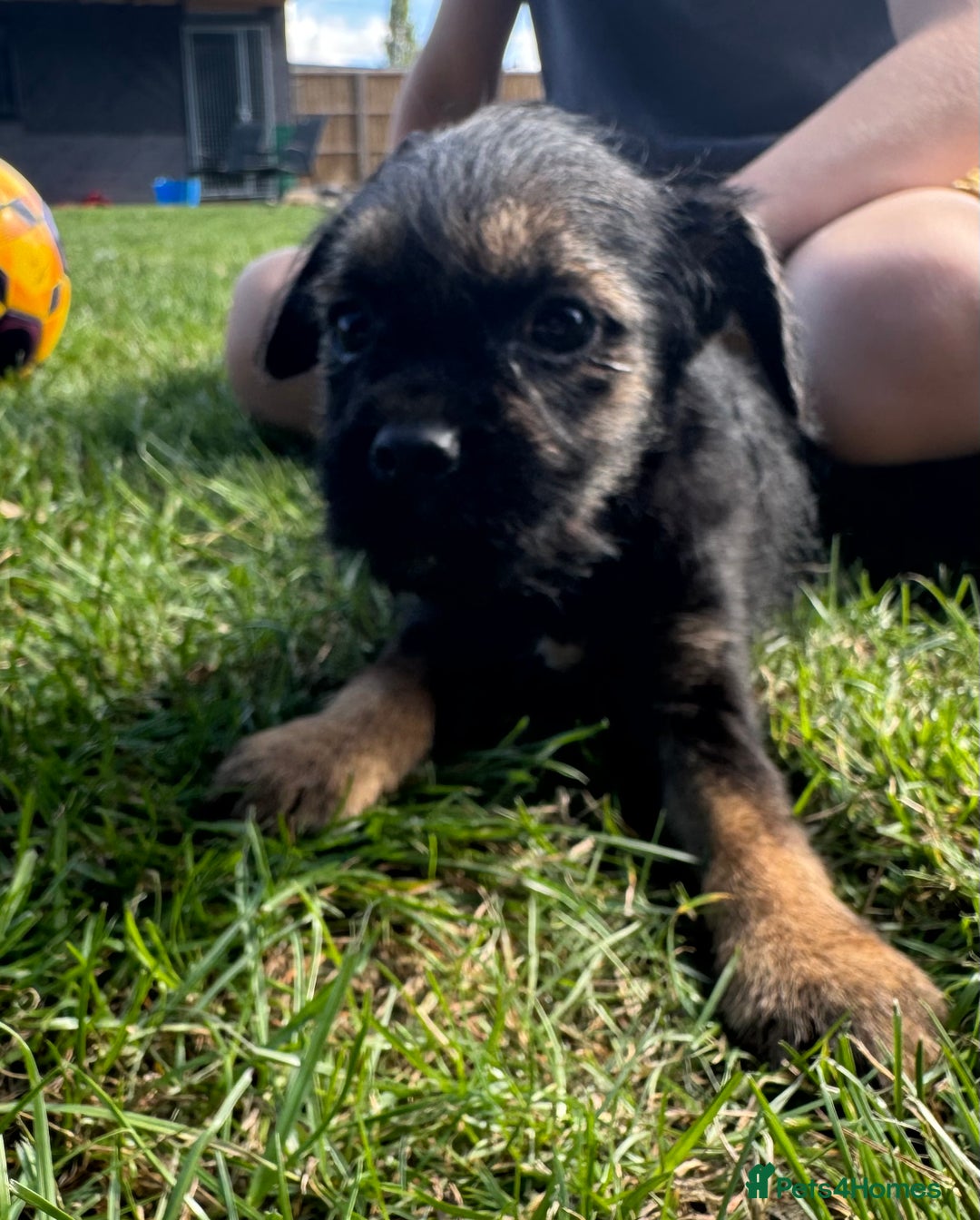 Border Terrier dogs for sale: Border terrier puppies for sale - Image 10