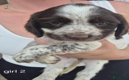 Sprocker dogs for sale: ONLY 1 LEFT Beautiful sprocker spaniel puppies - Image 3