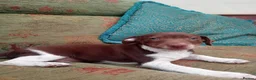 Jack Russell dogs for sale: Stunning jack Russell puppies  in Wolverhampton - Advert 3