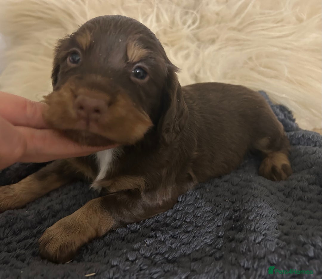 Cocker Spaniel dogs for sale: KC Reg Docked Working Cocker Spaniel puppies - Image 11