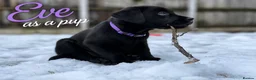 Labrador Retriever dogs for sale: Outstanding Labrador Puppies–Exceptional Pedigree - Advert 19