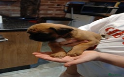 Boxer dogs for sale: Kc registered bob and tailed boxer puppies - Image 12