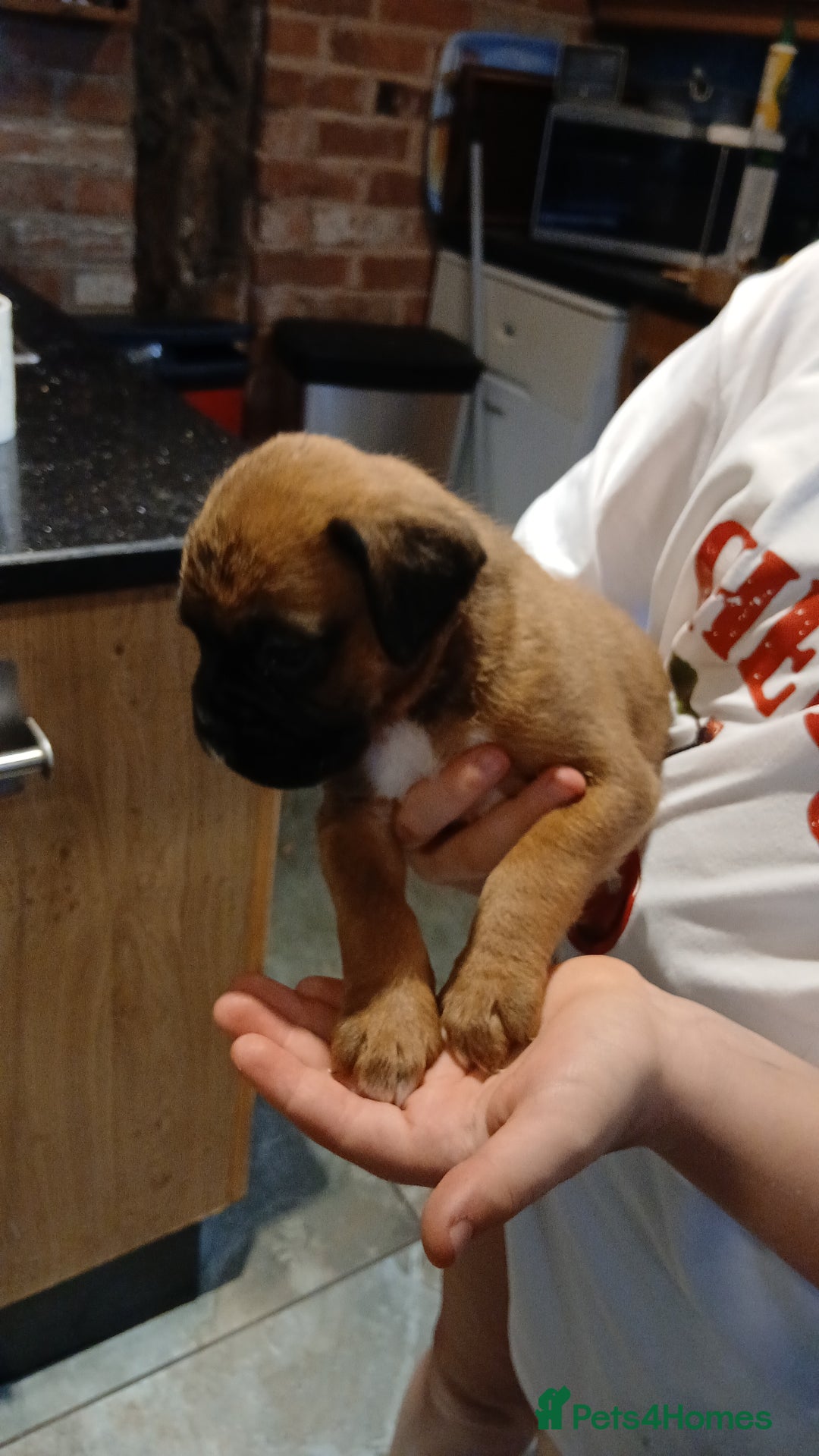 Boxer dogs for sale: Kc registered bob and tailed boxer puppies - Image 12