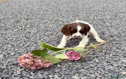 English Springer Spaniel dogs for sale: GAMEKEEPER BRED SPRINGER SPANIEL PUPS - Image 30