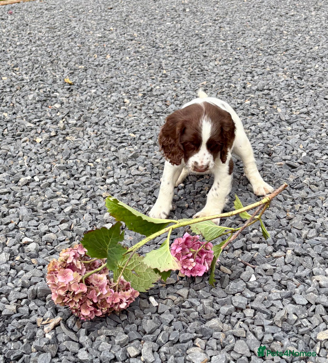English Springer Spaniel dogs for sale: GAMEKEEPER BRED SPRINGER SPANIEL PUPS - Image 30