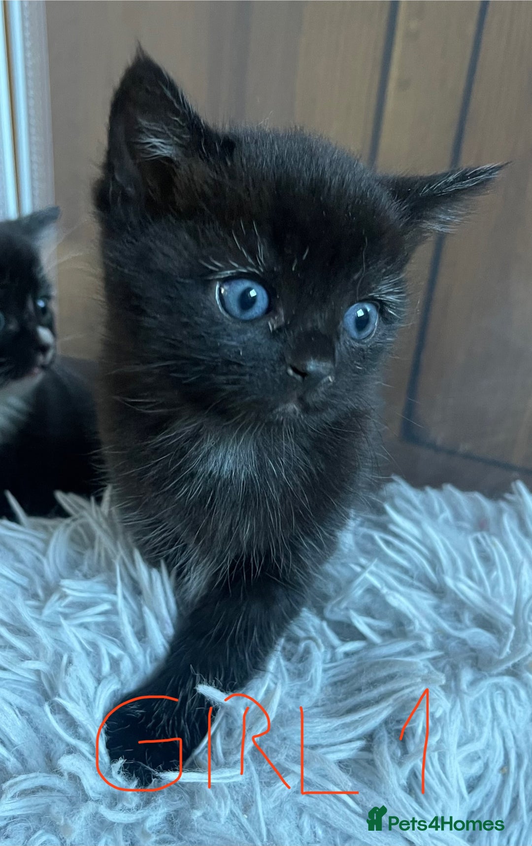 Mixed Breed cats for sale: Adorable Kittens in Croydon (from £130) - Advert 12