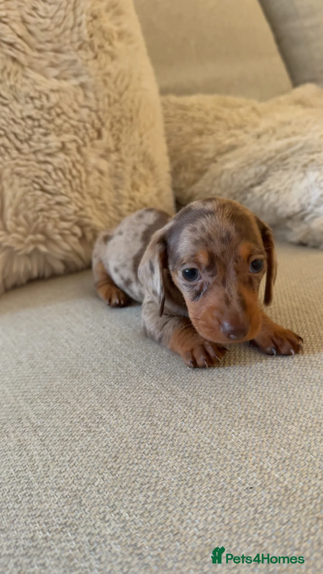 Miniature Dachshund dogs for sale: 5 beautiful miniature dachshund puppies for sale  - Advert 14