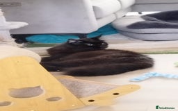 Maine Coon cats for sale: Tica pedigree kittens -ready for reservation  - Image 19
