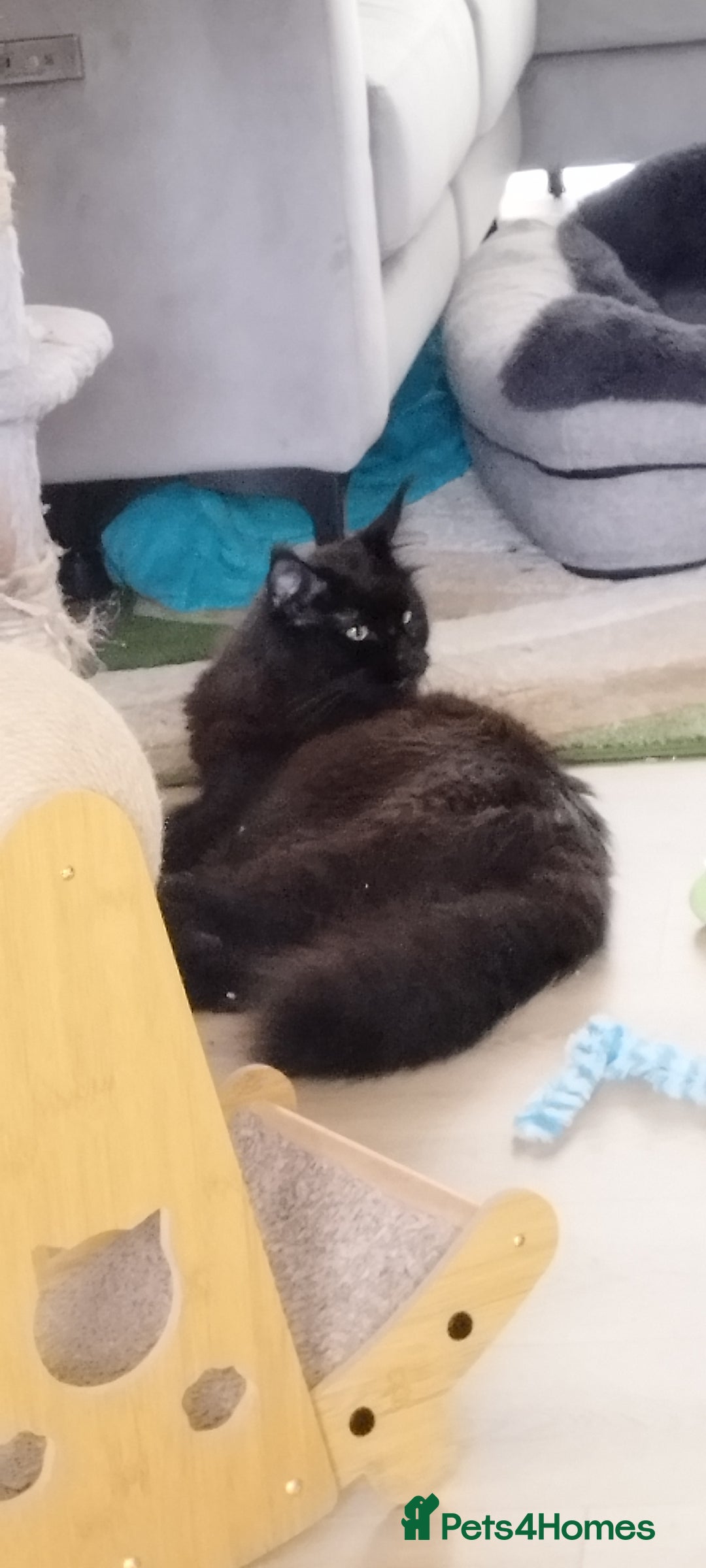 Maine Coon cats for sale: Tica pedigree kittens -ready for reservation  - Image 19