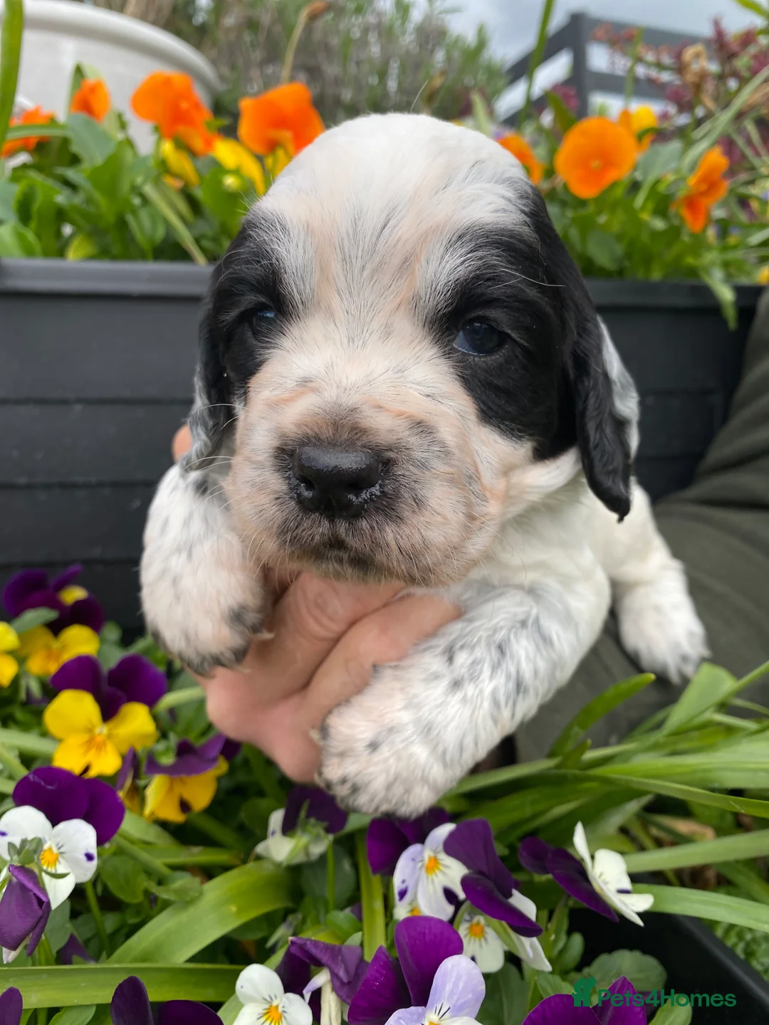 Cocker Spaniel dogs for sale: Working Cocker Spaniel Puppies  - Advert 12