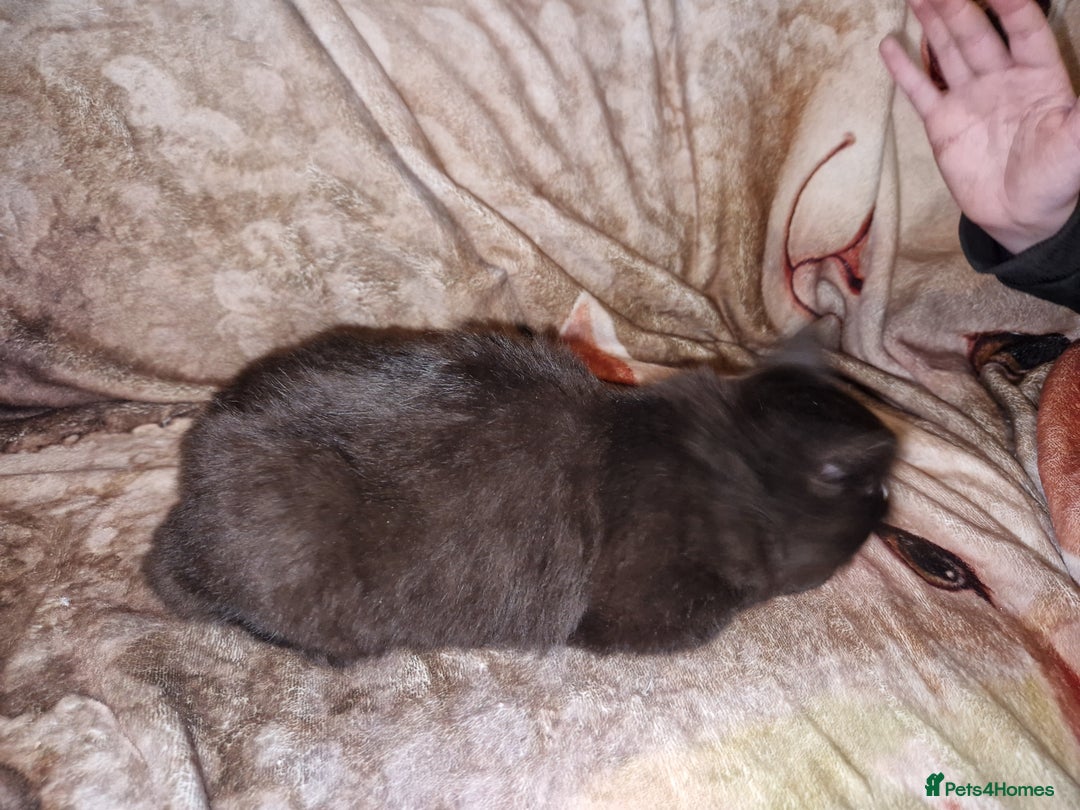 Mixed Breed cats for sale: Kittens for sale  - Advert 20