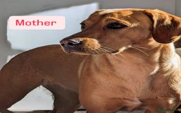 Labrador Retriever dogs for sale: Beautiful Labrador Puppies - Image 5