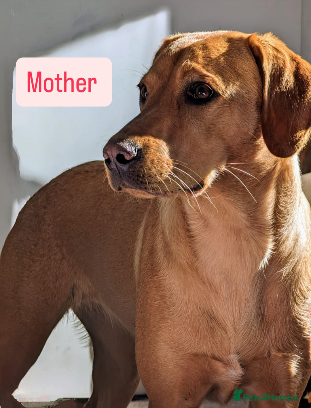 Labrador Retriever dogs for sale: Beautiful Labrador Puppies - Image 5