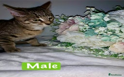 Mixed Breed cats for sale: Beautiful kittens Ready now Open to offers  in Chester - Image 16