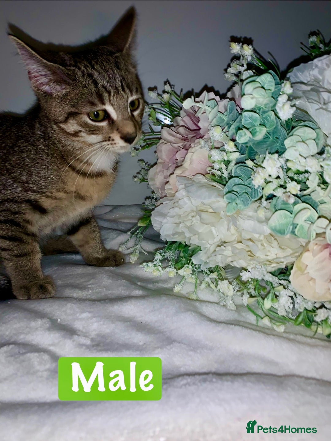 Mixed Breed cats for sale: Beautiful kittens Ready now Open to offers  in Chester - Image 16