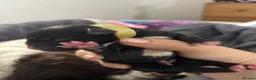 Mixed Breed dogs for sale: Newborn puppies in Barnsley - Advert 2