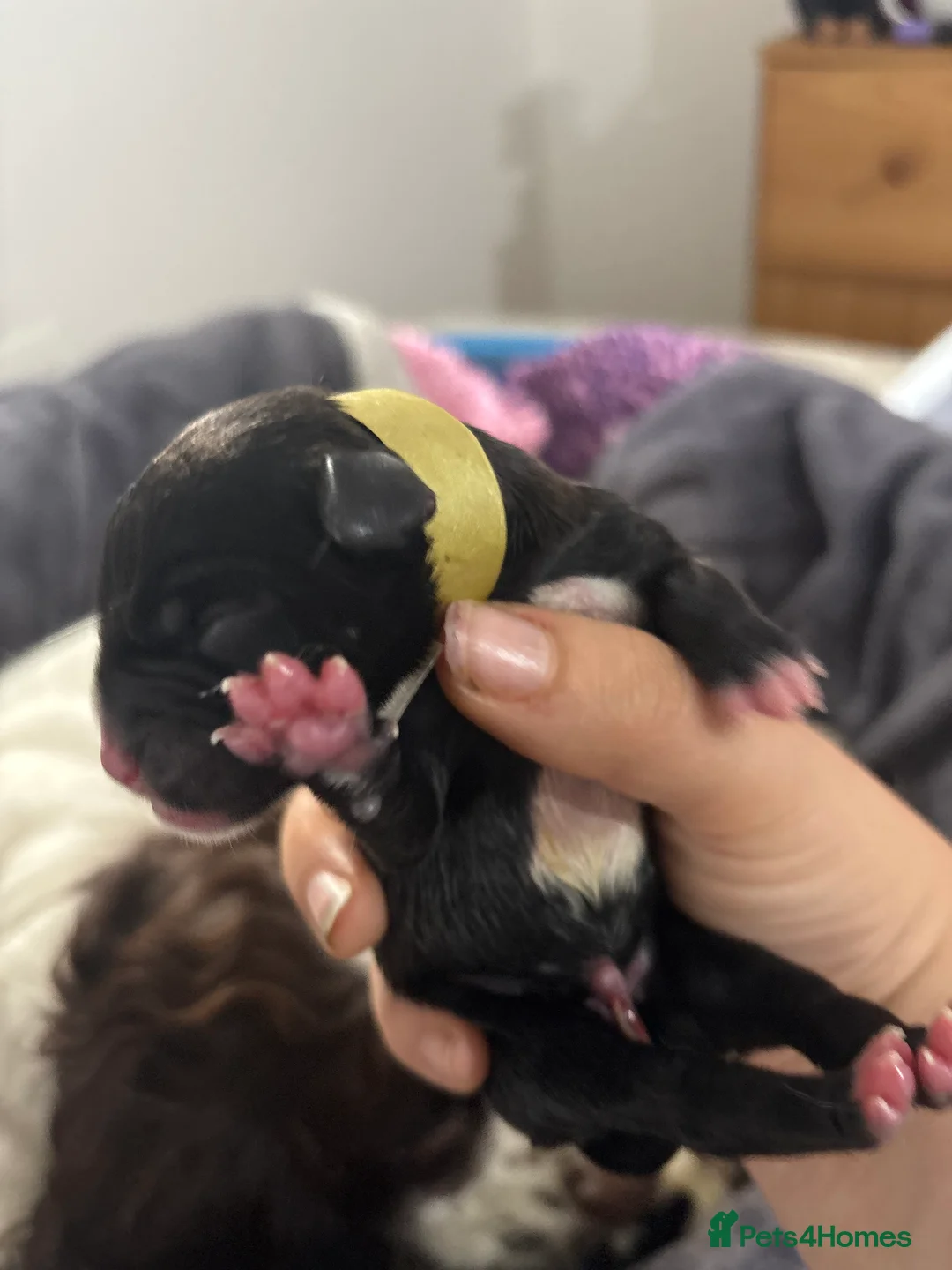 Mixed Breed dogs for sale: Newborn puppies in Barnsley - Advert 2