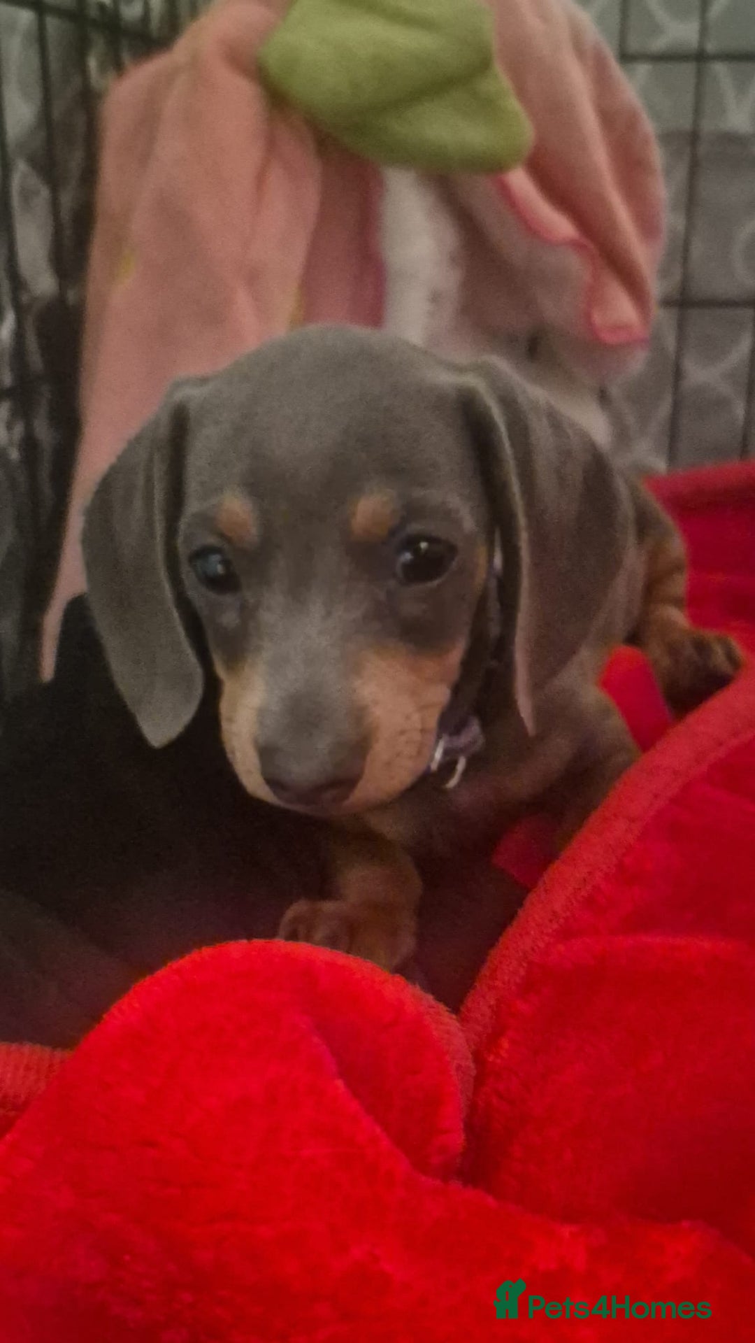 Miniature Dachshund dogs for sale: This is poppy - Image 3