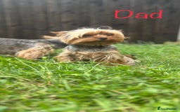 Yorkshire Terrier dogs for sale: Pure Yorkshire Terrier puppies for sale  - Image 12