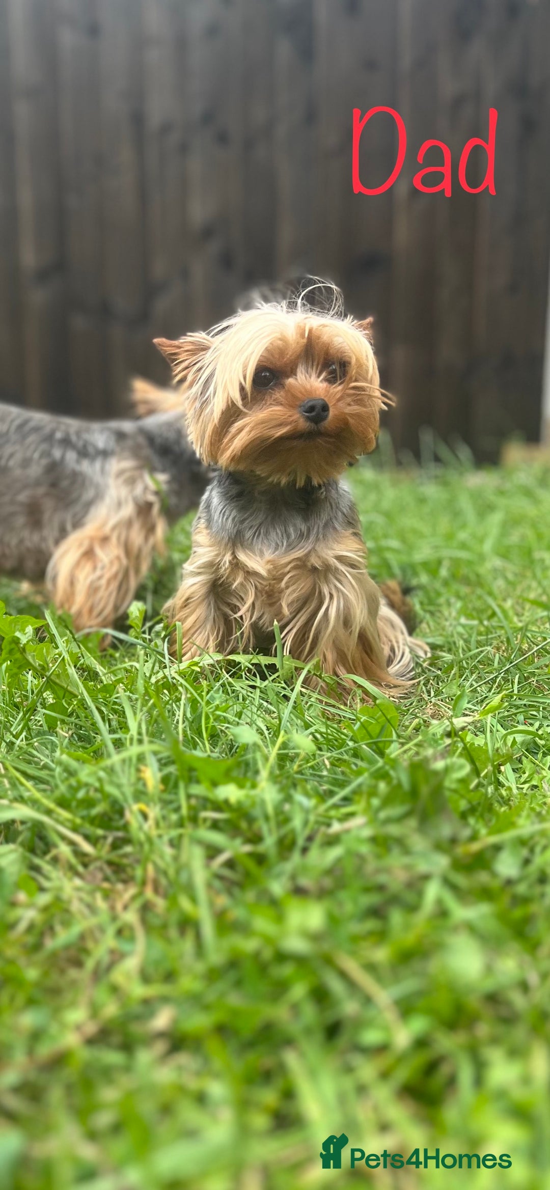 Yorkshire Terrier dogs for sale: Pure Yorkshire Terrier puppies for sale  - Image 12