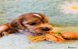 Cocker Spaniel dogs for sale: Show Type Health Tested, KC Reg puppies  - Image 25