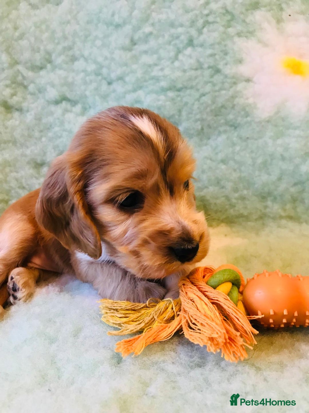 Cocker Spaniel dogs for sale: Show Type Health Tested, KC Reg puppies  - Image 25