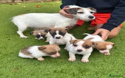 Jack Russell dogs for sale: Jack Russell terriers  - Image 5