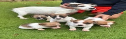 Jack Russell dogs for sale: Jack Russell terriers  - Advert 5