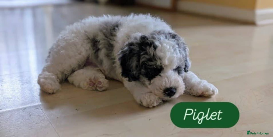Poochon dogs for sale: Poochon pups stunning Rare colours - Image 13
