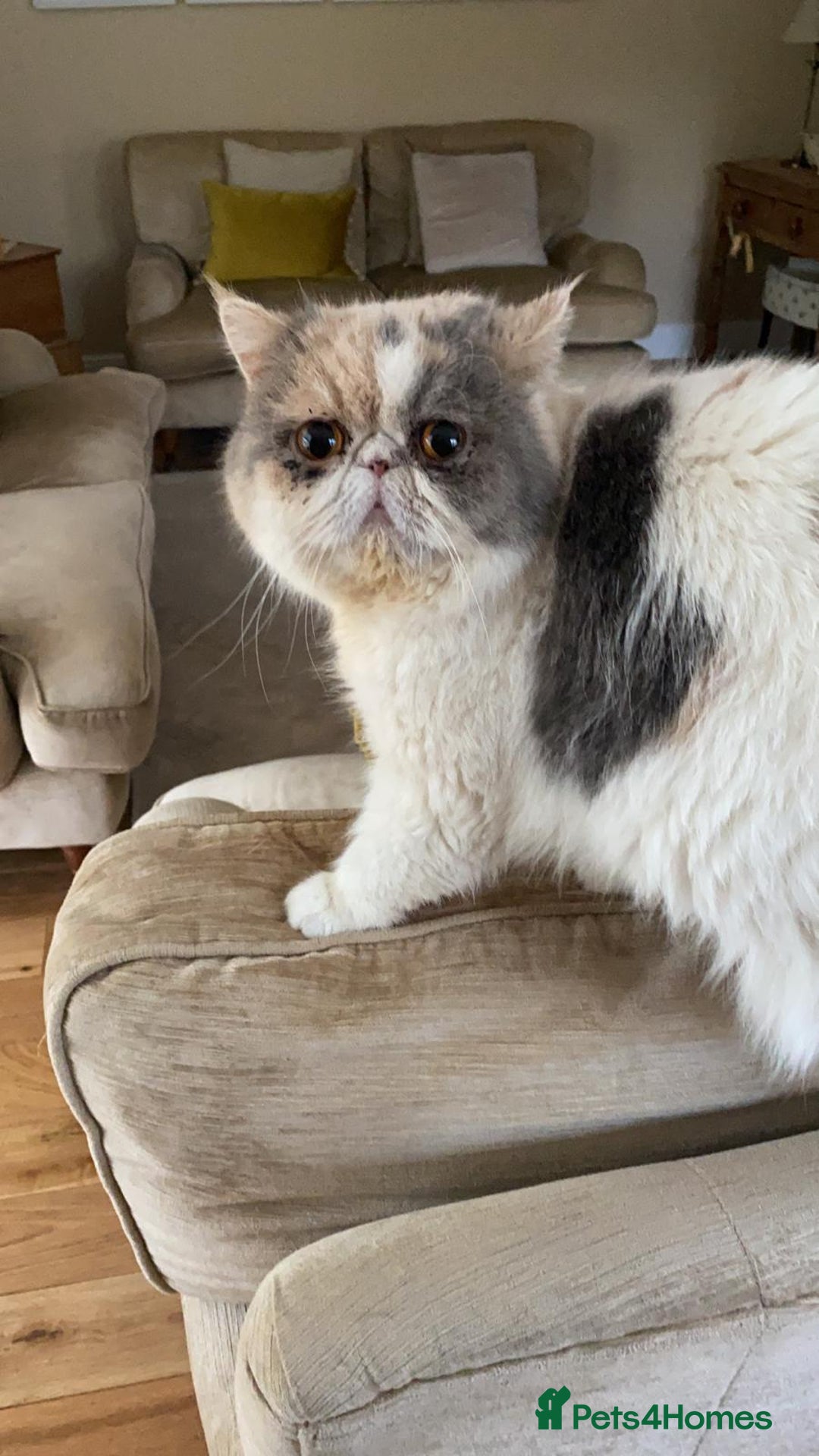 Exotic cats for sale: https://www.pets4homes.co.uk/ - Advert 6