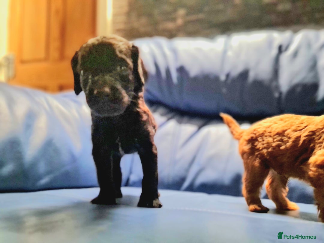 Cockapoo dogs for sale: 🐶🐾PLEASE READ THE FULL ADVERT🐾🐶 - Image 22